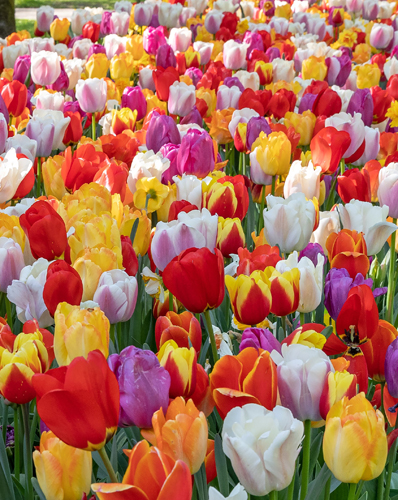 darwin hybrids mixed.jpg